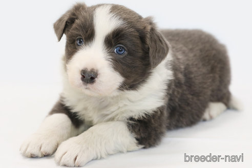 成約済の神奈川県のボーダーコリー-359948の2枚目